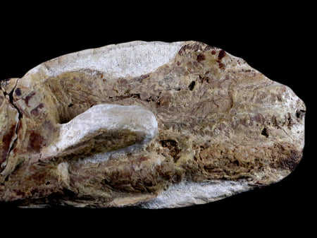 6.8" Goulmimichthys Fish Fossil In Matrix Cretaceous Dinosaur Age Goulmima Morocco