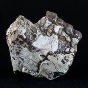 2.1" Oreodont Fossil Jaw Bone Teeth Oligocene Badlands SD 30 Mil Yrs Old COA