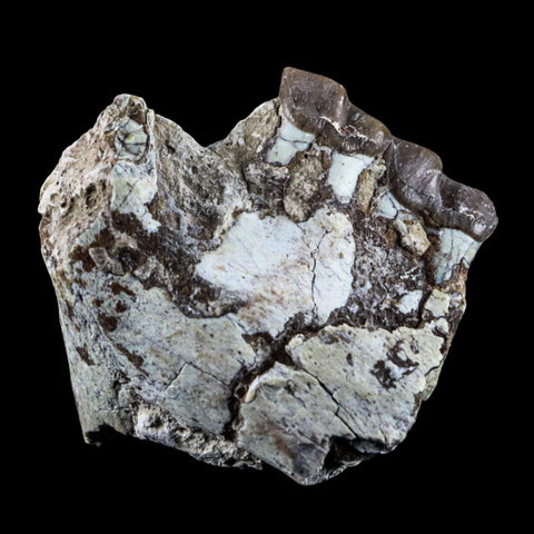 2.1" Oreodont Fossil Jaw Bone Teeth Oligocene Badlands SD 30 Mil Yrs Old COA - Fossil Age Minerals