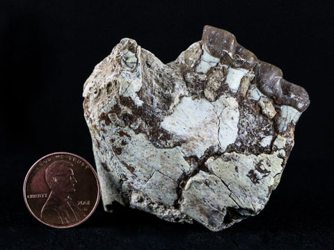 2.1" Oreodont Fossil Jaw Bone Teeth Oligocene Badlands SD 30 Mil Yrs Old COA - Fossil Age Minerals