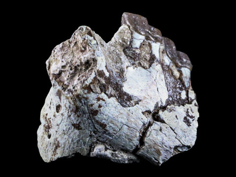 2.1" Oreodont Fossil Jaw Bone Teeth Oligocene Badlands SD 30 Mil Yrs Old COA - Fossil Age Minerals