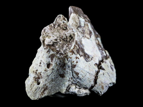 2.1" Oreodont Fossil Jaw Bone Teeth Oligocene Badlands SD 30 Mil Yrs Old COA - Fossil Age Minerals