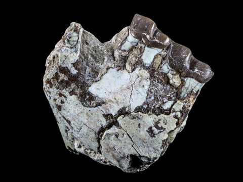 2.1" Oreodont Fossil Jaw Bone Teeth Oligocene Badlands SD 30 Mil Yrs Old COA - Fossil Age Minerals