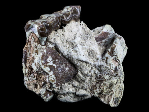 2.1" Oreodont Fossil Jaw Bone Teeth Oligocene Badlands SD 30 Mil Yrs Old COA - Fossil Age Minerals