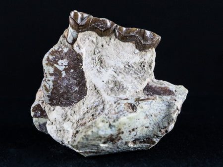 2.1" Oreodont Fossil Jaw Bone Teeth Oligocene Badlands SD 30 Mil Yrs Old COA