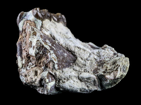 2.1" Oreodont Fossil Jaw Bone Teeth Oligocene Badlands SD 30 Mil Yrs Old COA - Fossil Age Minerals