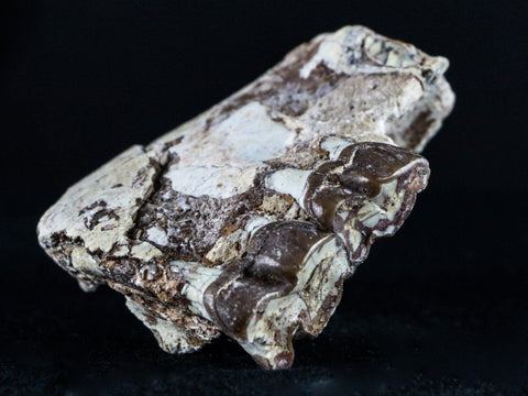 2.1" Oreodont Fossil Jaw Bone Teeth Oligocene Badlands SD 30 Mil Yrs Old COA - Fossil Age Minerals