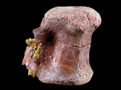 1.7" Crocodile Fossil Vertebrae Lance Creek FM Wyoming Cretaceous Dinosaur Age - Fossil Age Minerals