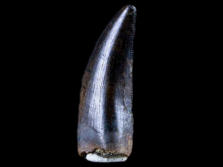1.4" Daspletosaurus Tyrannosaur Serrated Fossil Tooth Cretaceous Dinosaur COA
