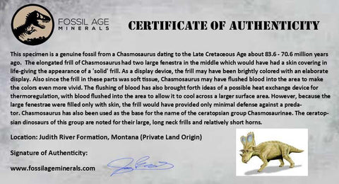 XL 6" Chasmosaurus Fossil Femur Judith River FM Cretaceous Dinosaur MT COA - Fossil Age Minerals
