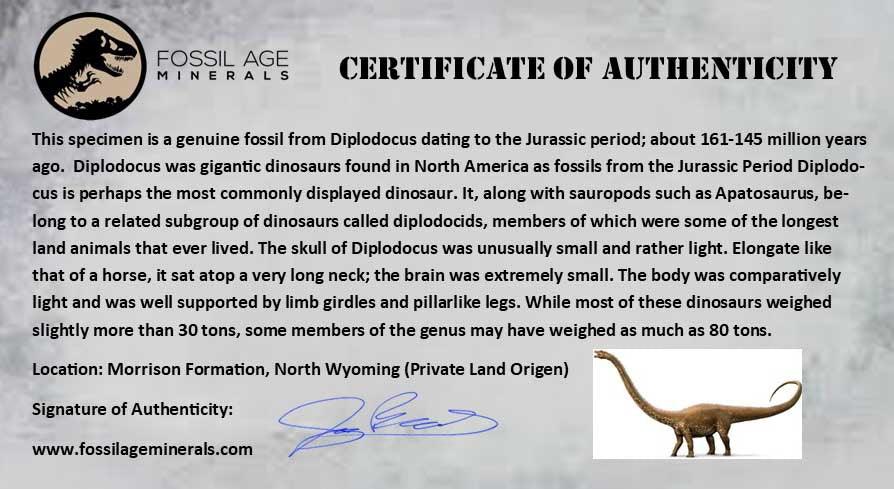 9" Diplodocus Dinosaur Fossil Limb Bone Morrison FM WY Jurassic Age COA Stand - Fossil Age Minerals