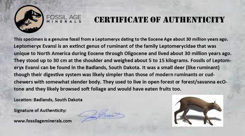 0.6" Leptomeryx Evansi Oligocene Age Fossil Deer Jaw Teeth Wyoming Display COA - Fossil Age Minerals