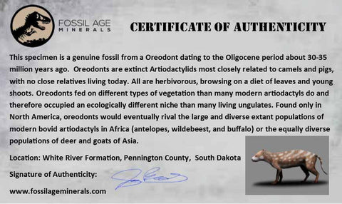2.1" Oreodont Fossil Jaw Bone Teeth Oligocene Badlands SD 30 Mil Yrs Old COA - Fossil Age Minerals