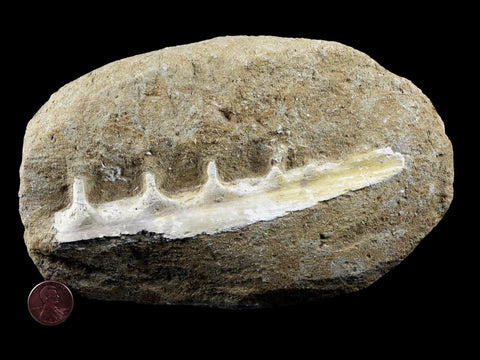 5.9" Saber Toothed Herring Fish Fossil Jaw Matrix In Enchodus Libycus Cretaceous COA - Fossil Age Minerals