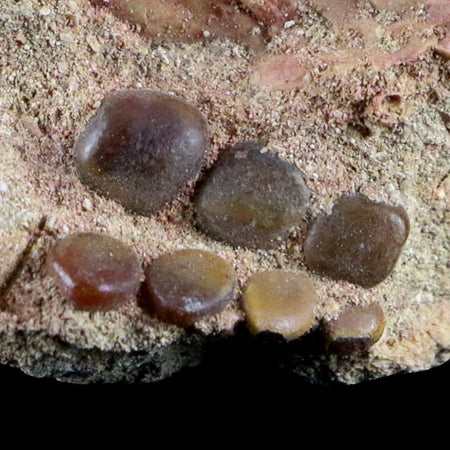 0.8" Bony Fish Fossil Phacodus Punctatus Ray Finned Jaw Teeth In Matrix Morocco