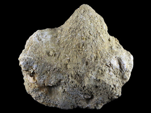 2.6" Saber Toothed Herring Fossil Fang Tooth Enchodus Libycus Cretaceous Age - Fossil Age Minerals