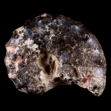 3.5" Mammites Nodosoides Ammonite Fossil Shell Upper Cretaceous Age Morocco