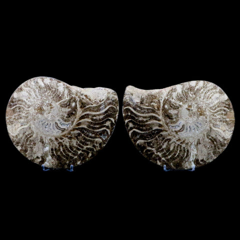 XL 6.1" Choffaticeras Ammonite Fossil Cut Pair Shell Cretaceous Age Morocco Stands - Fossil Age Minerals