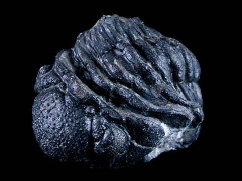 2.4" Austerops Trilobite Fossil Devonian Arthropod Morocco 400 Million Yrs Old - Fossil Age Minerals