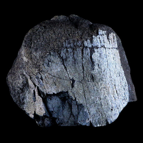 XL 6" Chasmosaurus Fossil Femur Judith River FM Cretaceous Dinosaur MT COA - Fossil Age Minerals