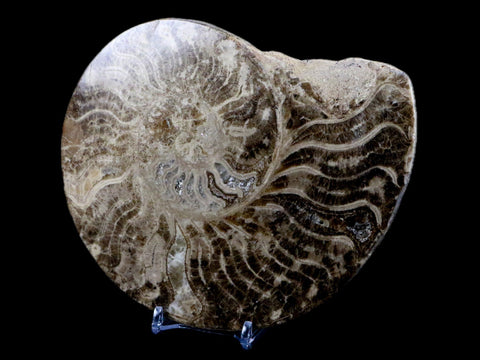 XL 6.1" Choffaticeras Ammonite Fossil Cut Pair Shell Cretaceous Age Morocco Stands - Fossil Age Minerals
