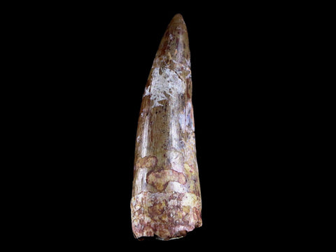XL 2" Phytosaur Fossil Tooth Triassic Age Archosaur Redonda FM NM COA & Display - Fossil Age Minerals