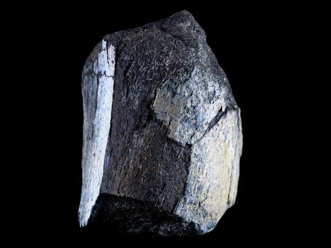 XL 6" Chasmosaurus Fossil Femur Judith River FM Cretaceous Dinosaur MT COA - Fossil Age Minerals