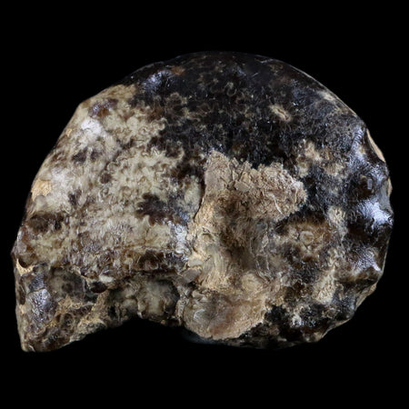 3.1" Mammites Nodosoides Ammonite Fossil Shell Upper Cretaceous Age Morocco
