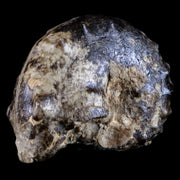3.1" Mammites Nodosoides Ammonite Fossil Shell Upper Cretaceous Age Morocco