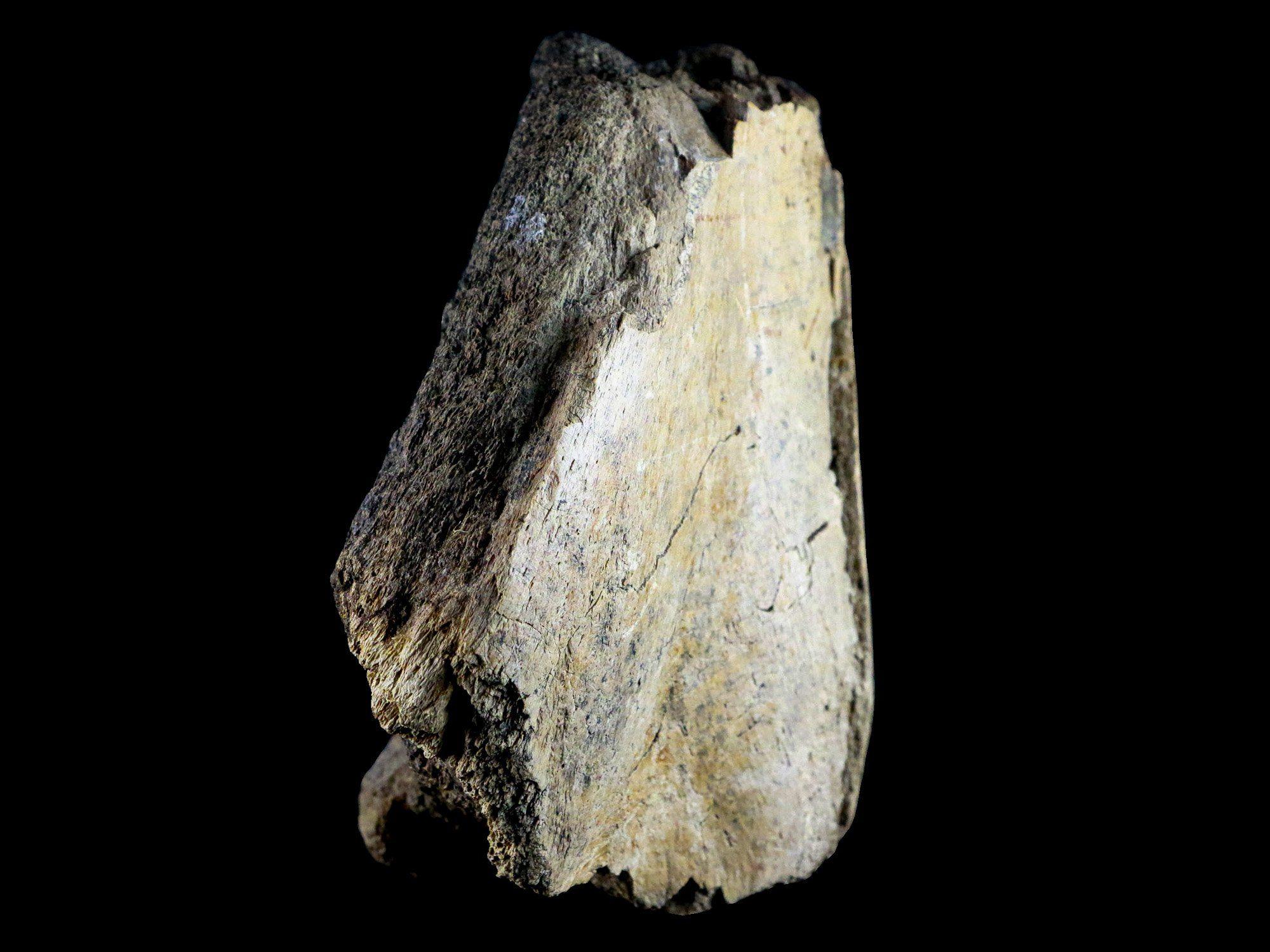 5.3 Edmontosaurus Fossil Humerus Bone Lance Creek Cretaceous Dinosaur WY COA - Fossil Age Minerals