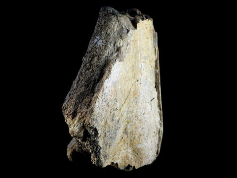 5.3 Edmontosaurus Fossil Humerus Bone Lance Creek Cretaceous Dinosaur WY COA - Fossil Age Minerals
