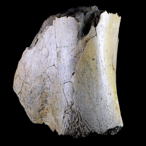 5.3 Edmontosaurus Fossil Humerus Bone Lance Creek Cretaceous Dinosaur WY COA - Fossil Age Minerals