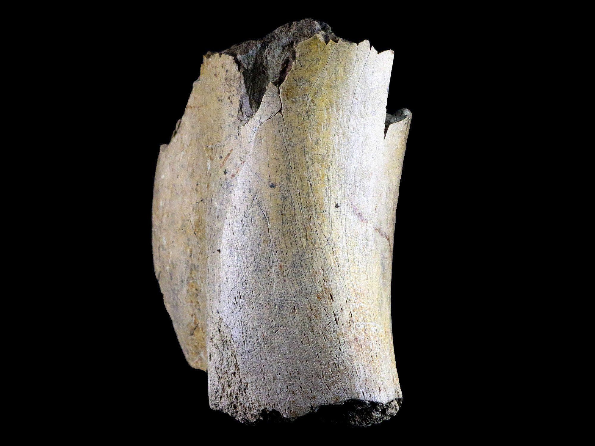 5.3 Edmontosaurus Fossil Humerus Bone Lance Creek Cretaceous Dinosaur WY COA - Fossil Age Minerals