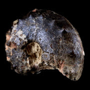 3.5" Mammites Nodosoides Ammonite Fossil Shell Upper Cretaceous Age Morocco