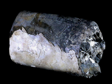 4.1" Baculite Fossil Opalized Cephalopod Late Cretaceous Bear Paw Shale Montana