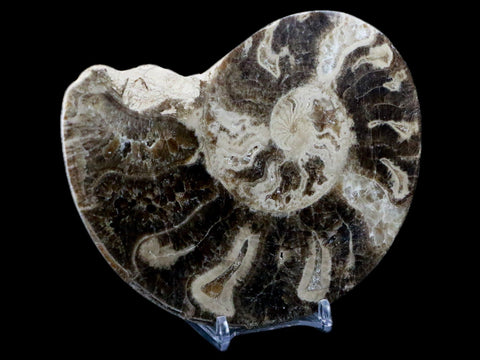 XL 5.4" Choffaticeras Ammonite Fossil Cut Pair Shell Cretaceous Age Morocco Stands - Fossil Age Minerals