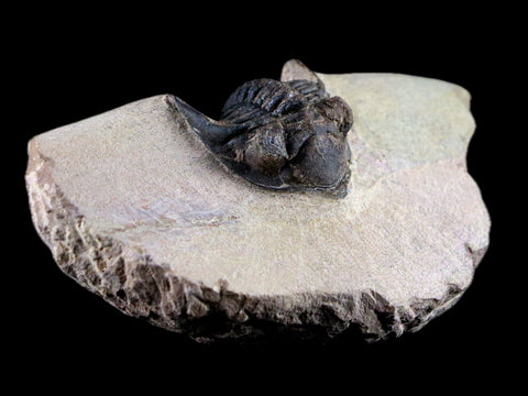 1.9" Metacanthina Issoumourensis Trilobite Fossil Devonian Age 400 Mil Yrs Old COA - Fossil Age Minerals