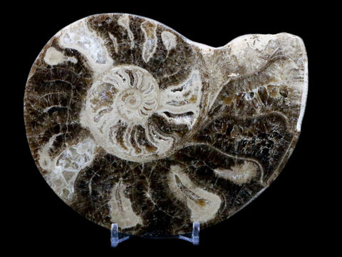 XL 5.4" Choffaticeras Ammonite Fossil Cut Pair Shell Cretaceous Age Morocco Stands - Fossil Age Minerals