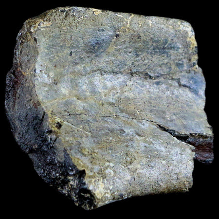 2.5" Edmontosaurus Fossil Rib Bone Lance Creek WY Cretaceous Dinosaur COA
