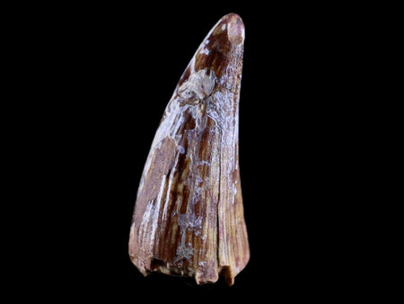 0.8" Phytosaur Fossil Tooth Triassic Age Archosaur Redonda FM NM COA & Display