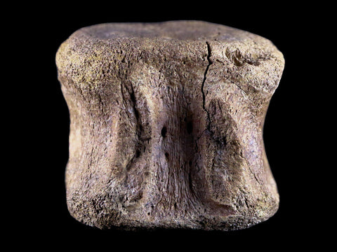 2.5" Edmontosaurus Fossil Tail Vertebrae Bone Lance Creek Dinosaur WY COA - Fossil Age Minerals