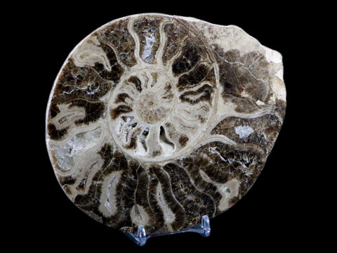 XL 5.8" Choffaticeras Ammonite Fossil Cut Pair Shell Cretaceous Age Morocco Stands - Fossil Age Minerals