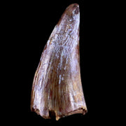 0.8" Phytosaur Fossil Tooth Triassic Age Archosaur Redonda FM NM COA & Display