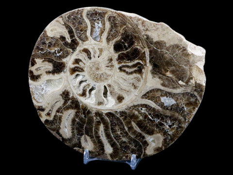 XL 5.8" Choffaticeras Ammonite Fossil Cut Pair Shell Cretaceous Age Morocco Stands - Fossil Age Minerals