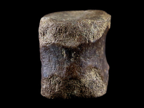 1.5" Brachylophosaurus Fossil Vertebrae Bone Cretaceous Dinosaur Judith River FM COA - Fossil Age Minerals