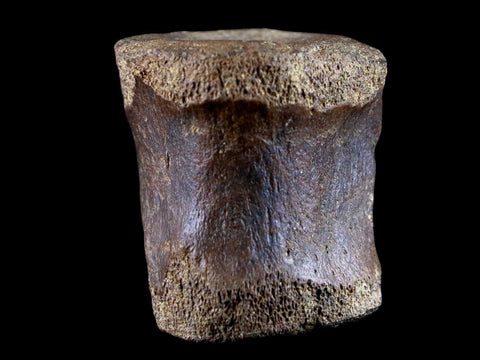 1.5" Brachylophosaurus Fossil Vertebrae Bone Cretaceous Dinosaur Judith River FM COA - Fossil Age Minerals