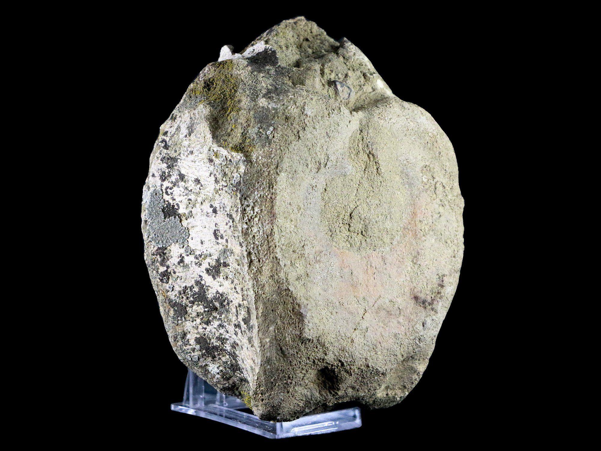 5.5" Edmontosaurus Fossil Vertebrae Bone Lance Creek Cretaceous Dinosaur WY COA - Fossil Age Minerals