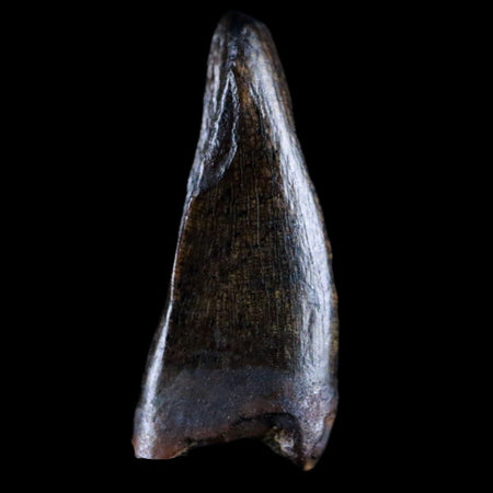 1" Albertosaurus Fossil Juvenile Premax Tooth Tyrannosaur Cretaceous Dinosaur COA