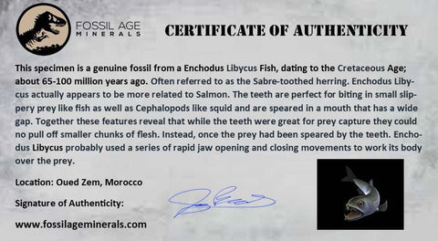 3.2" XL Saber Toothed Herring Fossil Fang Tooth Enchodus Libycus Cretaceous Age - Fossil Age Minerals