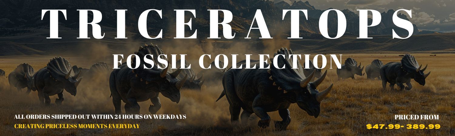 Triceratops Fossil Collection